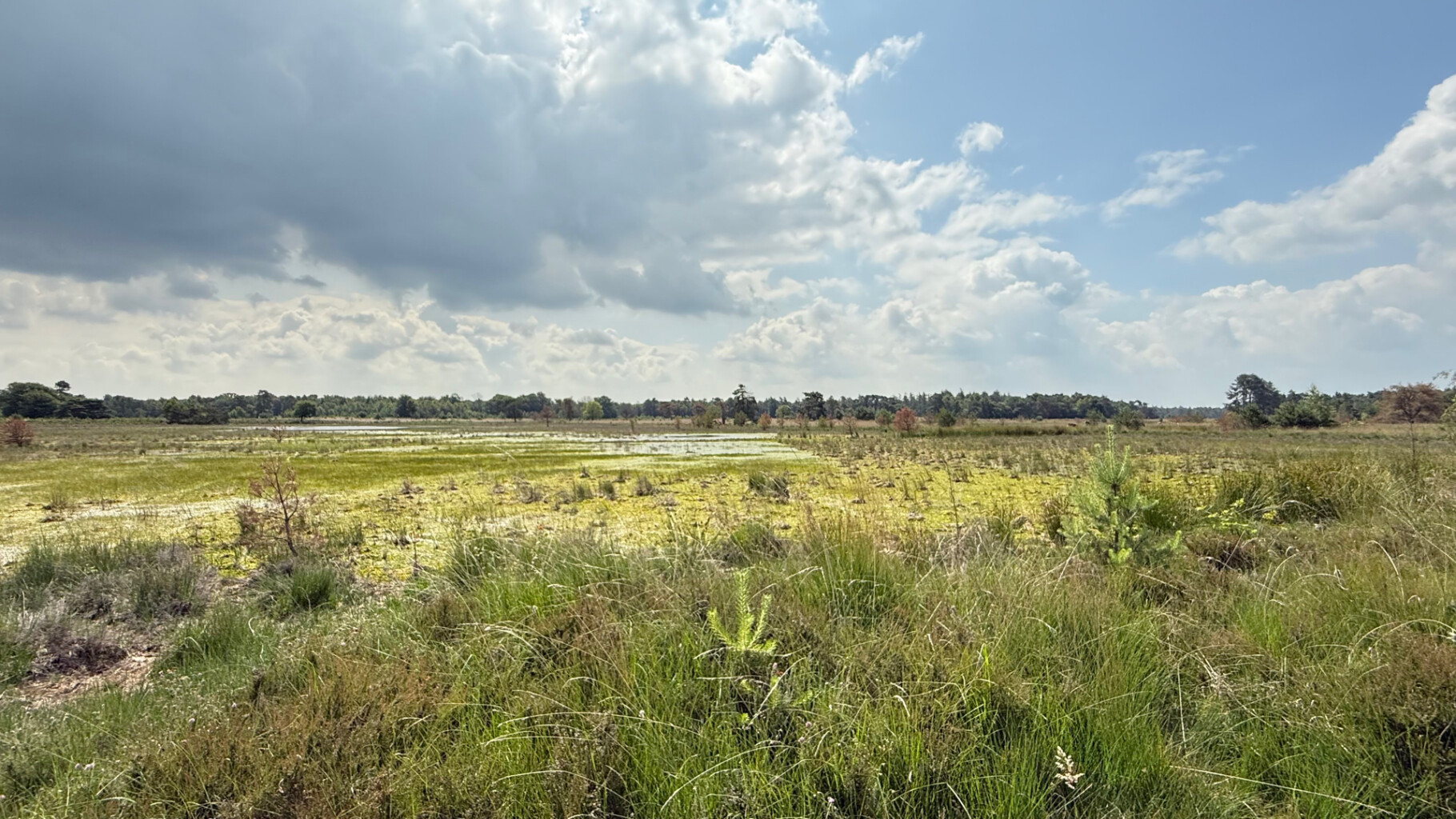 Wandelroute Leersumse Veld