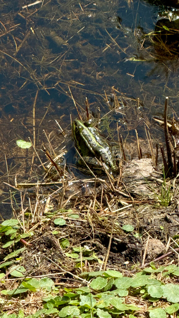 Wandelroute Leersumse Veld