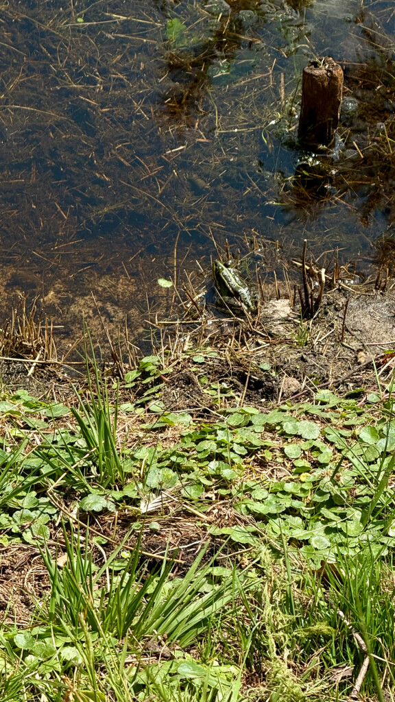 Wandelroute Leersumse Veld