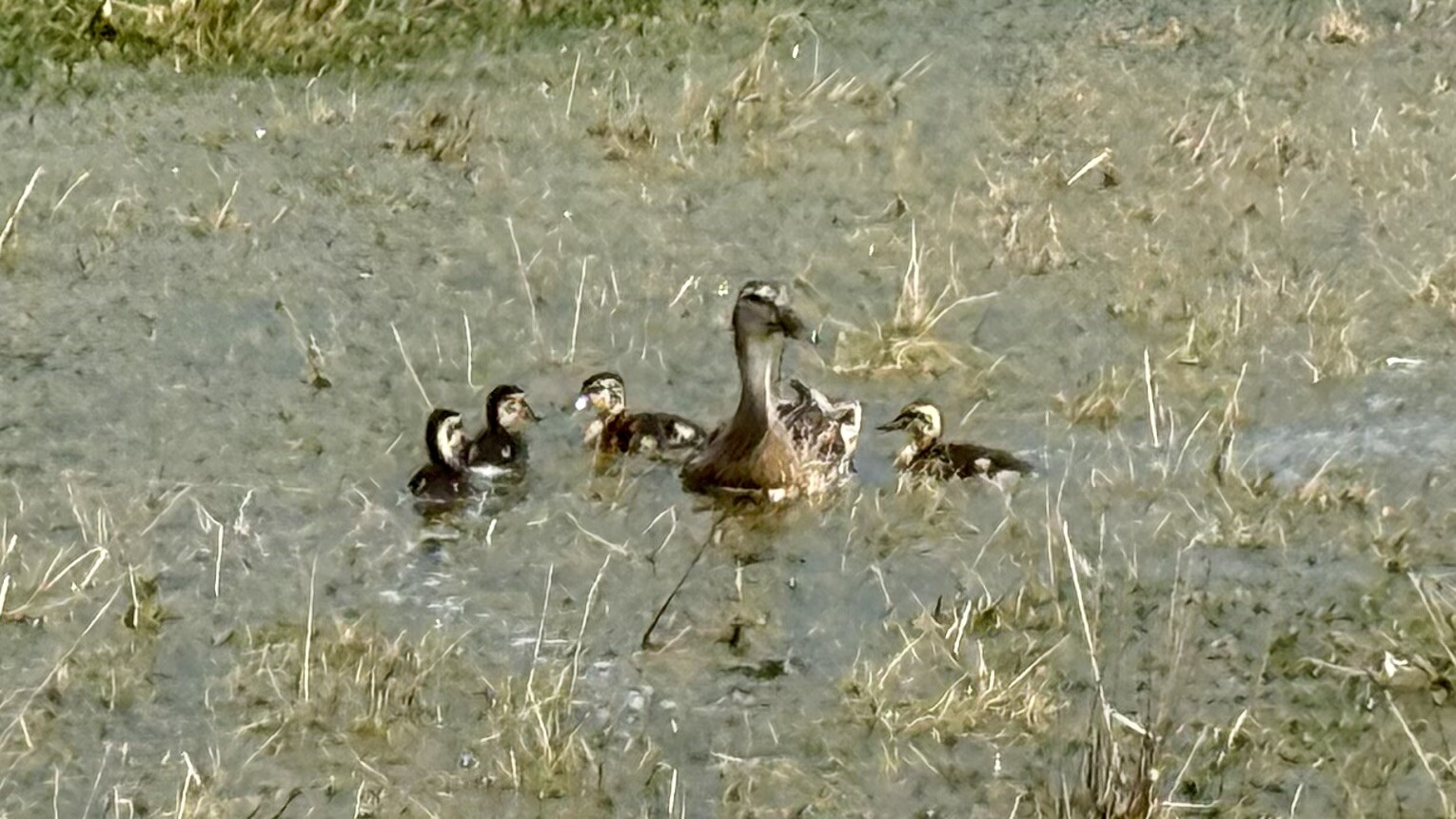 Wandelroute Leersumse Veld