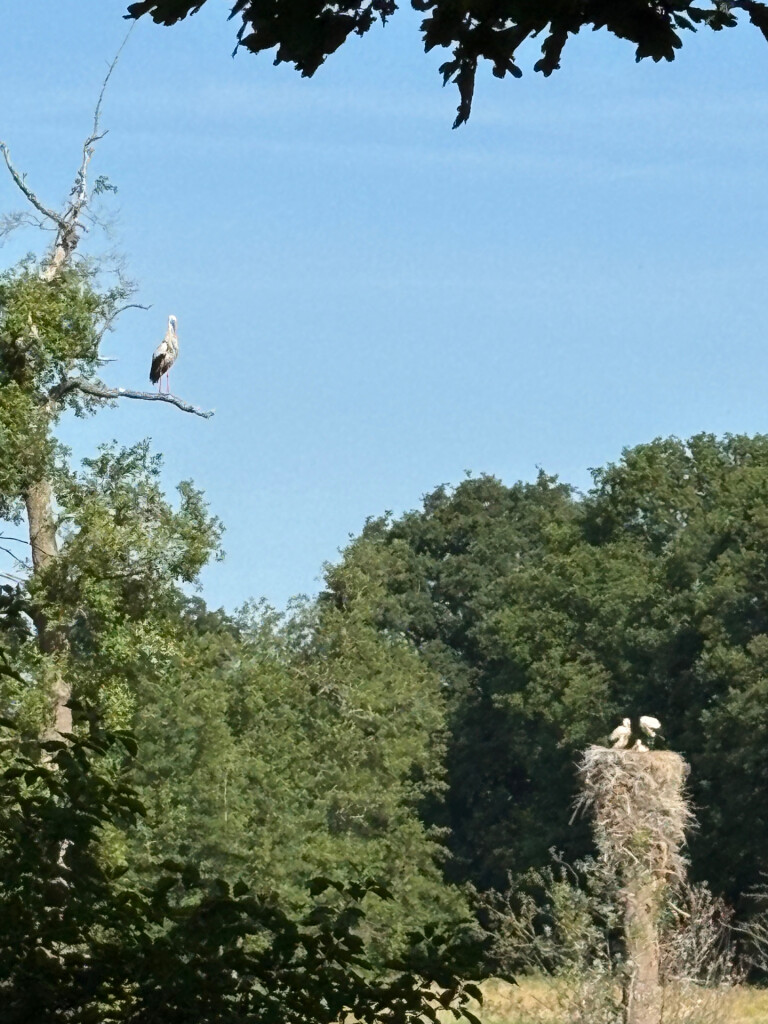 Oosterhesselen - Nieuw Balinge · Drenthepad etappe 16