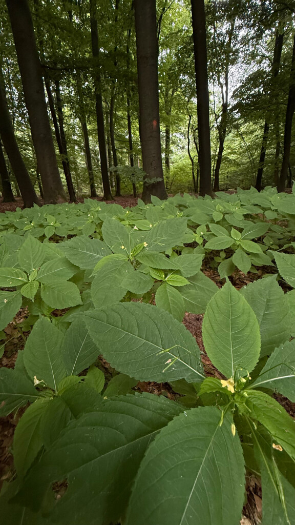 Als je van rust en ruimte houdt