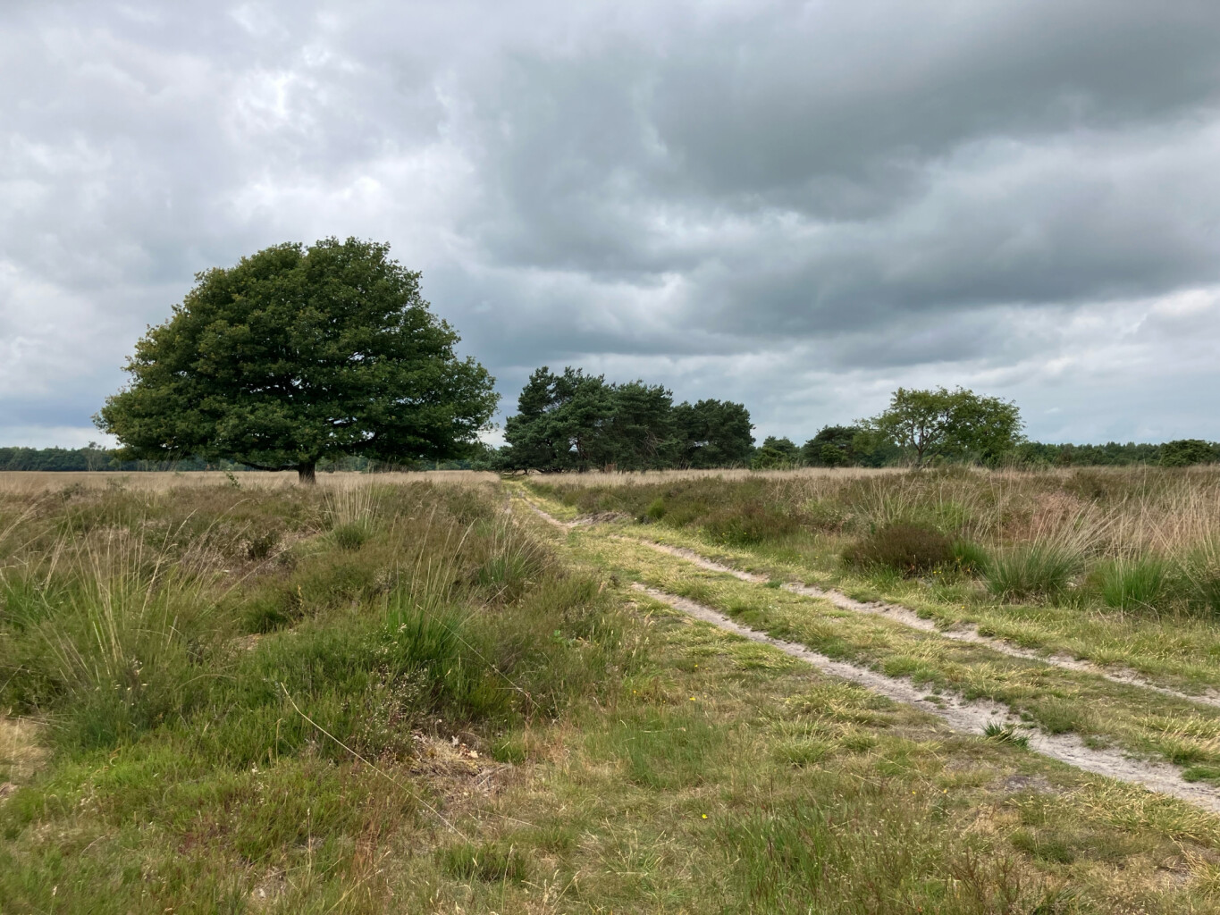 Mantingerveld - Rood
