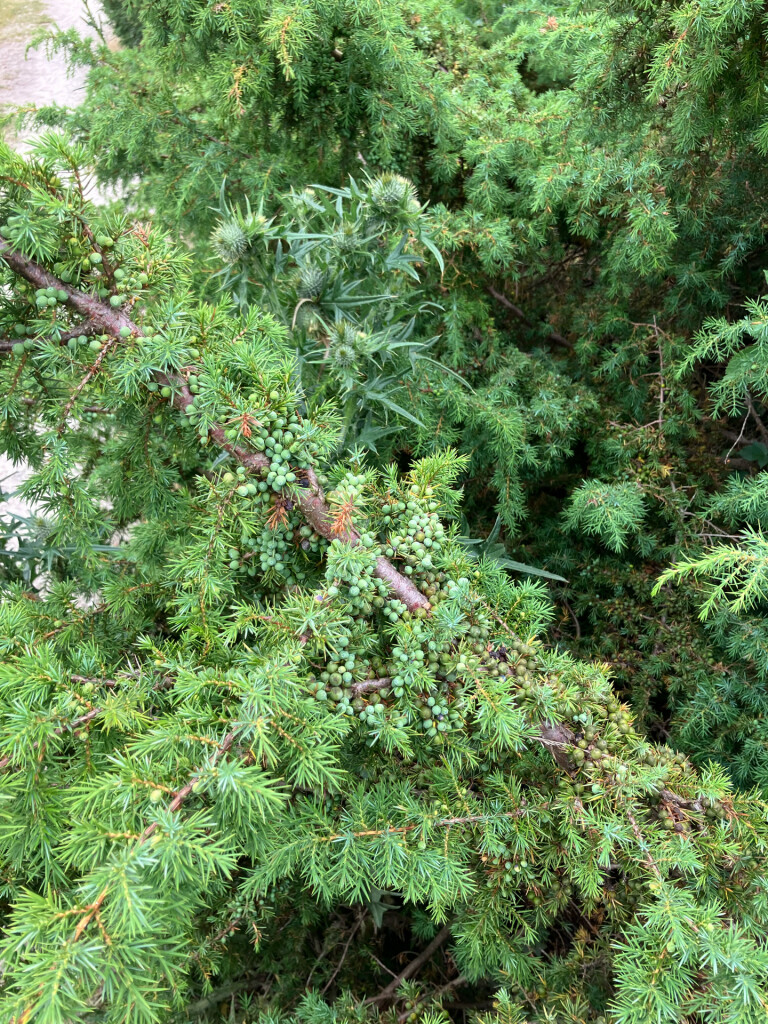 Mantingerveld - Rood