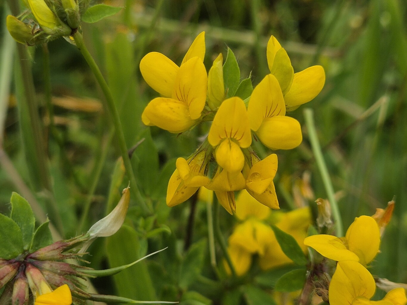 Fotowandeling door het Zwanenwater