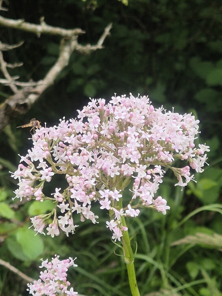 Fotowandeling door het Zwanenwater