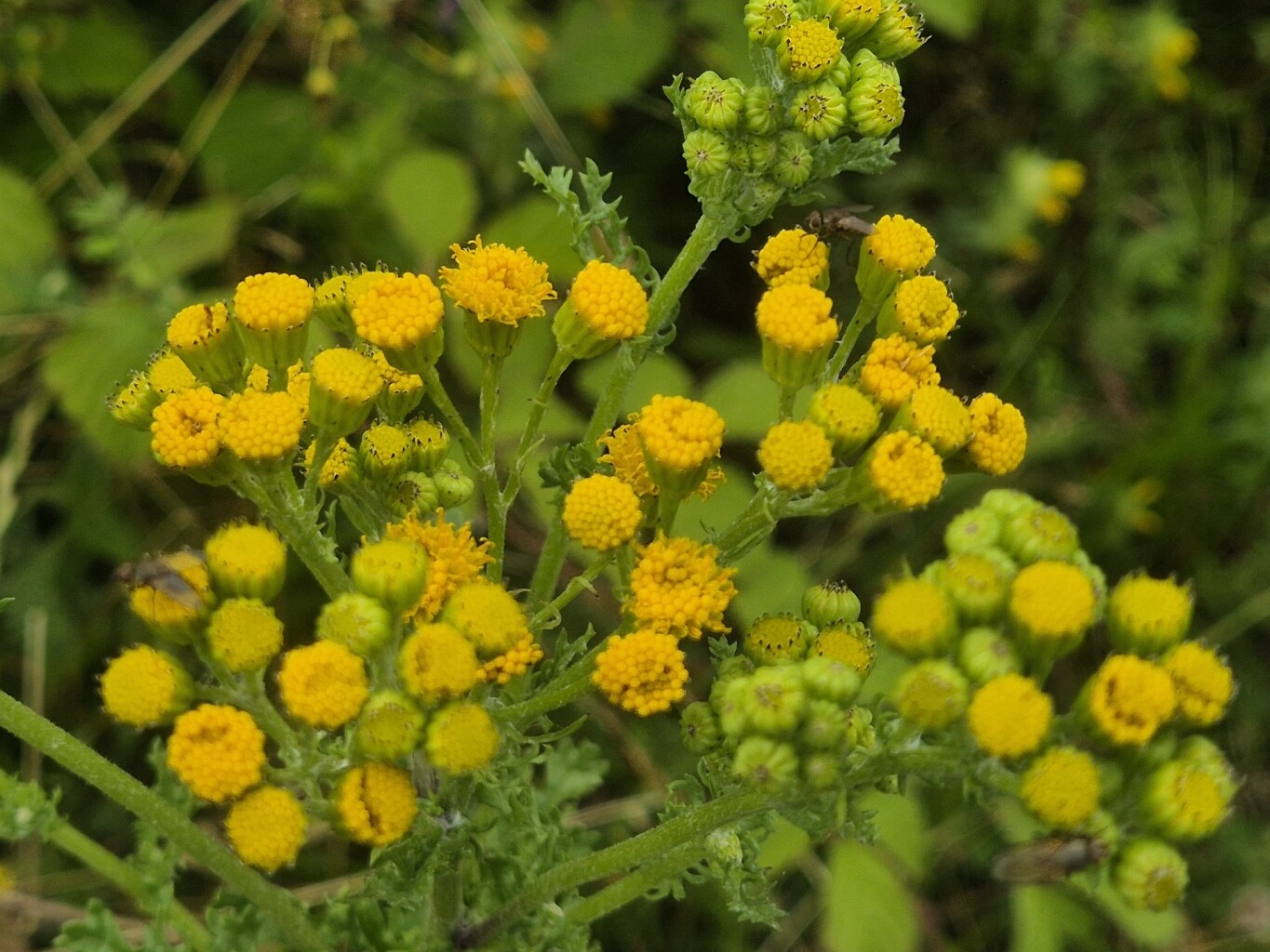 Fotowandeling door het Zwanenwater