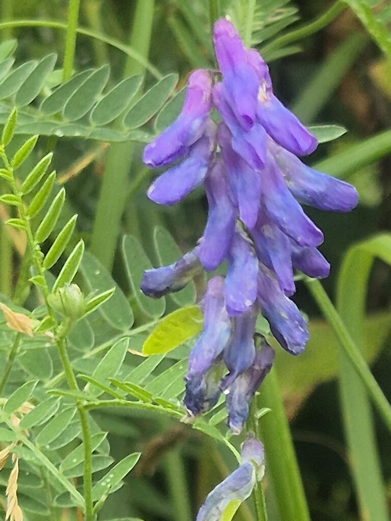 Fotowandeling door het Zwanenwater