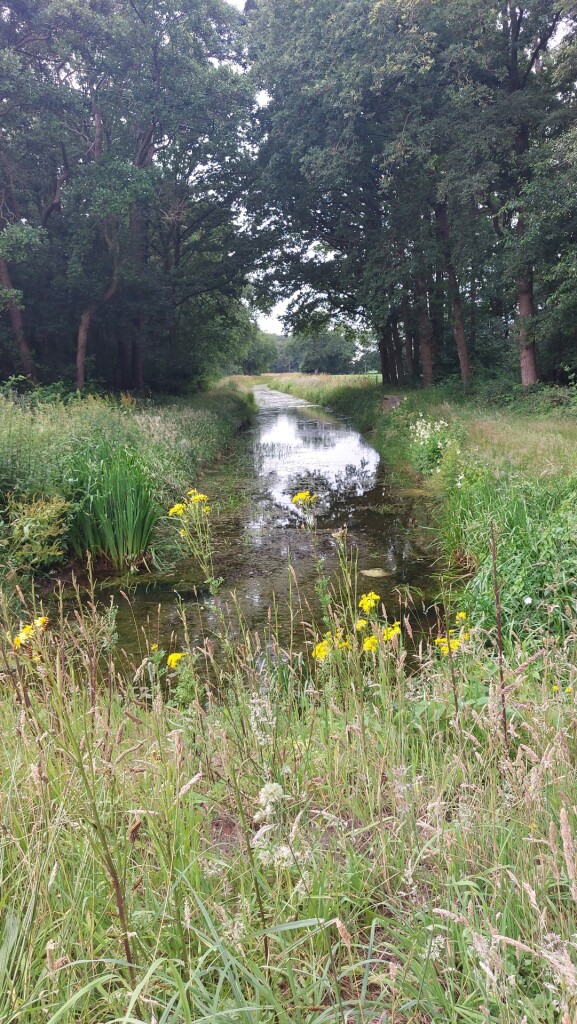 Dwingeloo - Ruinen · Roots Natuurpad etappe 10