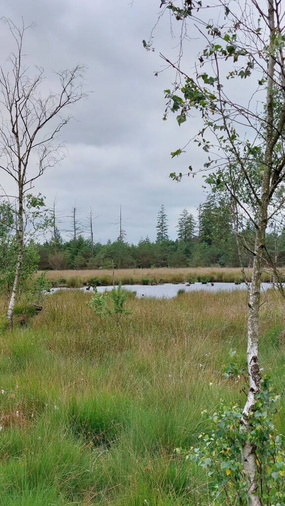 Dwingeloo - Ruinen · Roots Natuurpad etappe 10