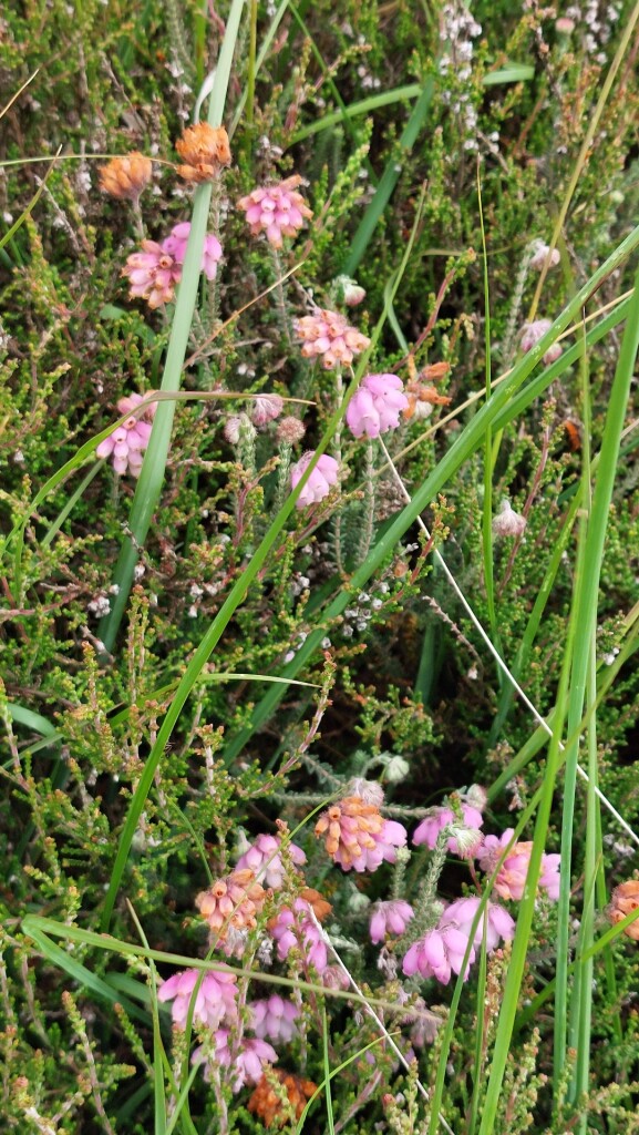 Hooghalen - Hijken · Roots Natuurpad etappe 8