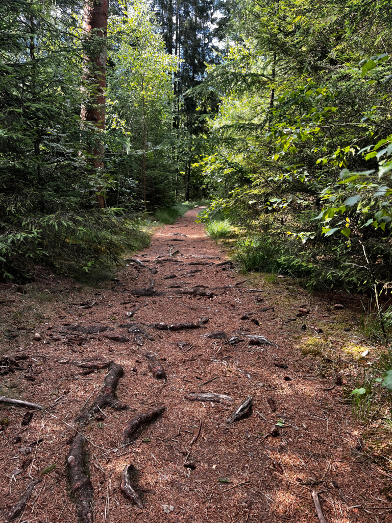 Wandelroute Beleef het bos