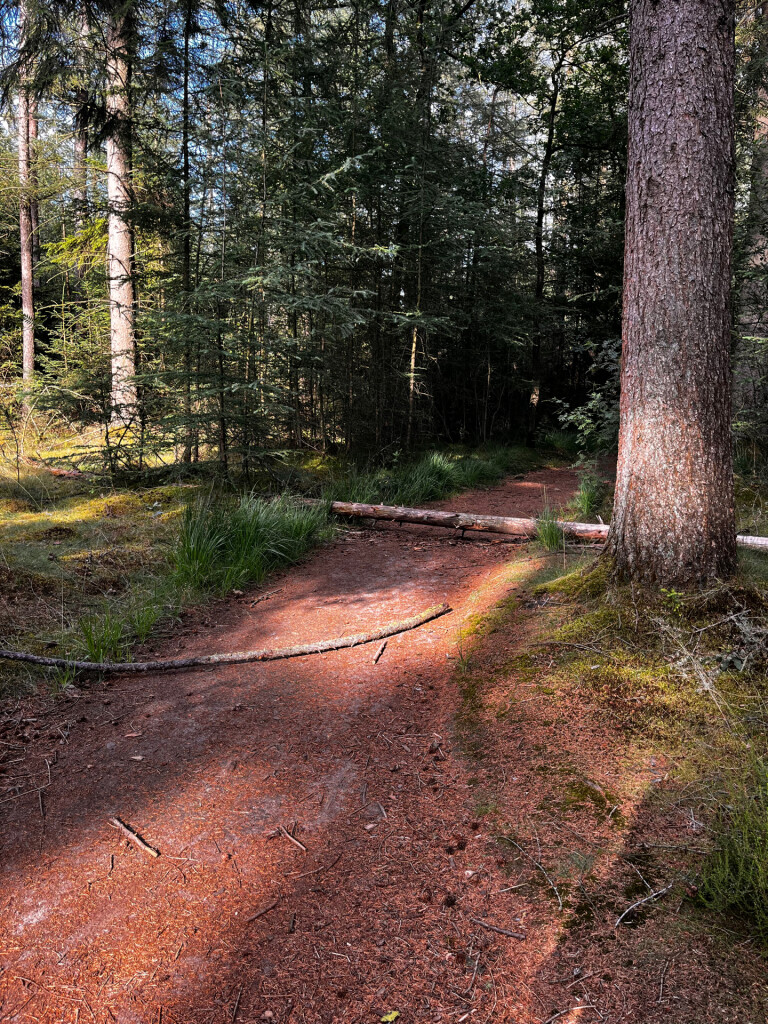 Wandelroute Beleef het bos