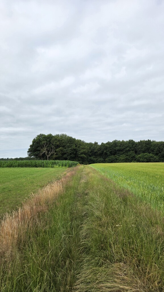 Boswachterspad Oer 't Veld