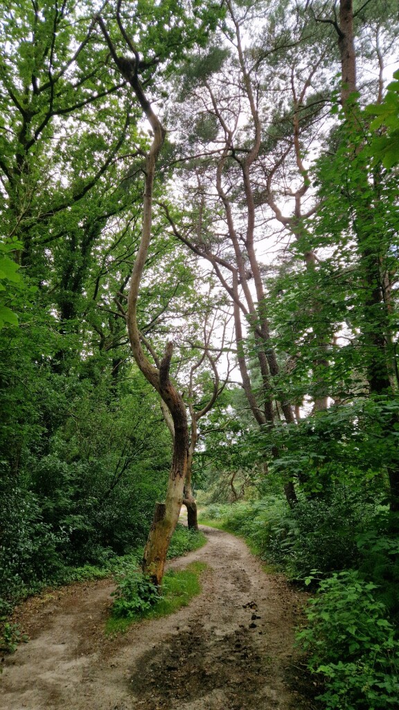 Wandelroute Pieterberg