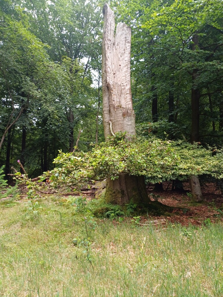 Westerbork - Elp · Drenthepad etappe 18