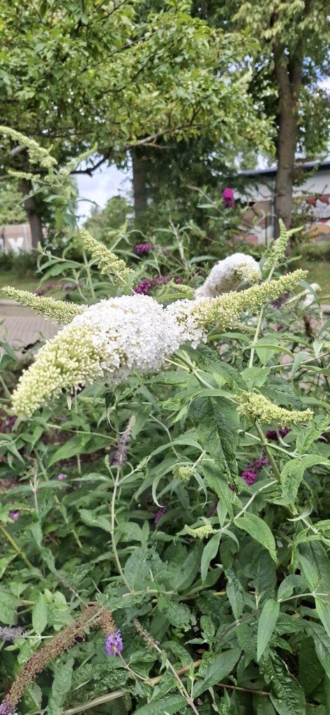 Lange Jaaproute (groen)