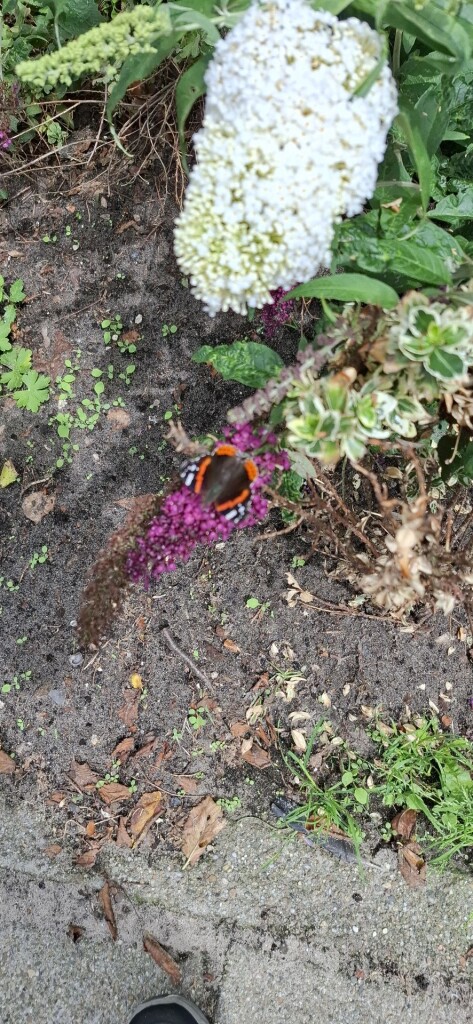 Lange Jaaproute (groen)