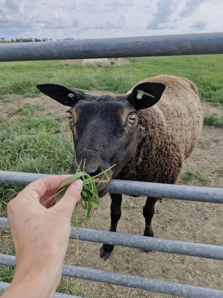 Kuiertocht Hartwerd - Oldeclooster Wandelpad