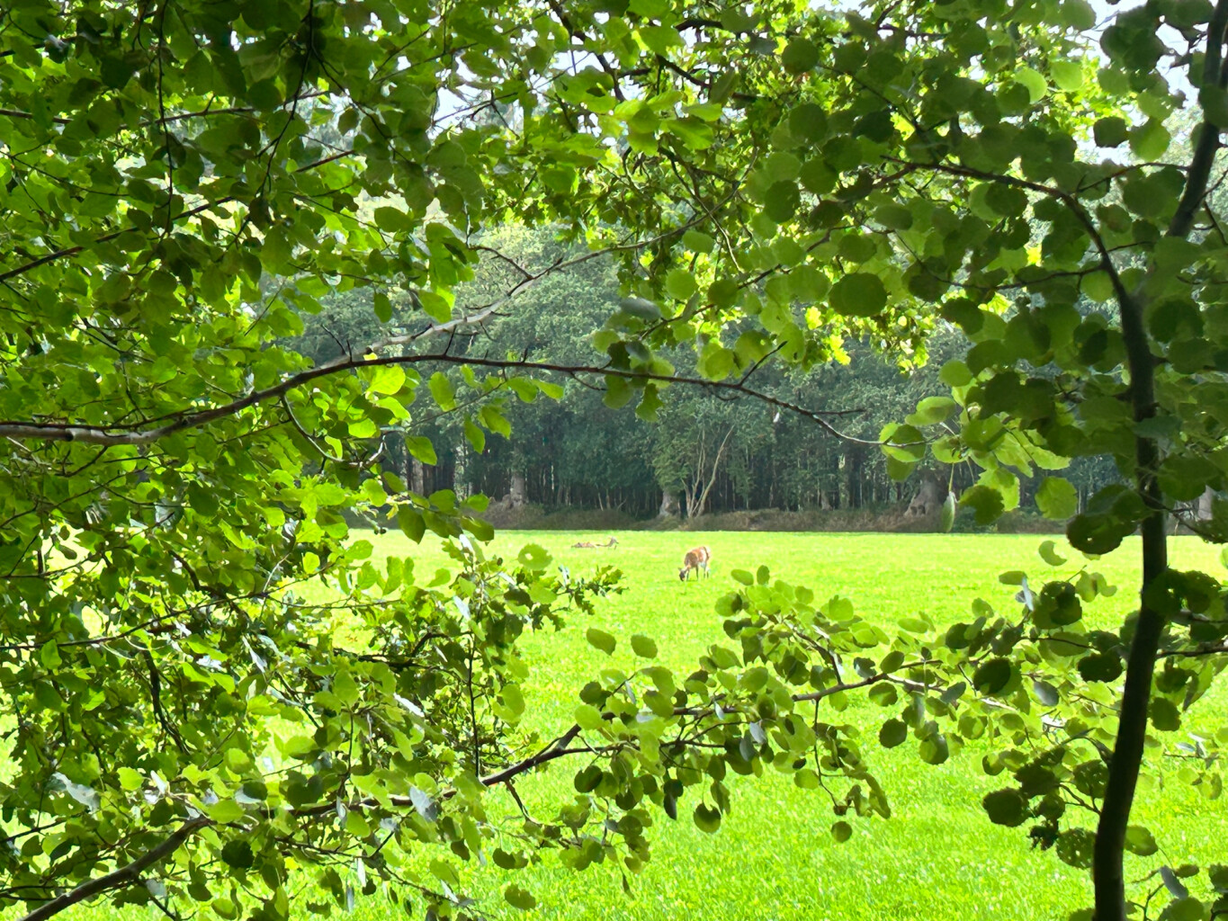 Rondje Oranjewoud · Koningspad XL etappe 13