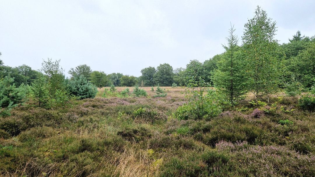 Wandelroute Sellingerbossen en Ter Borg