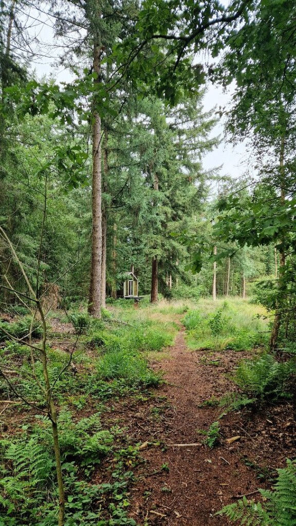 Wandelroute Sellingerbossen en Ter Borg