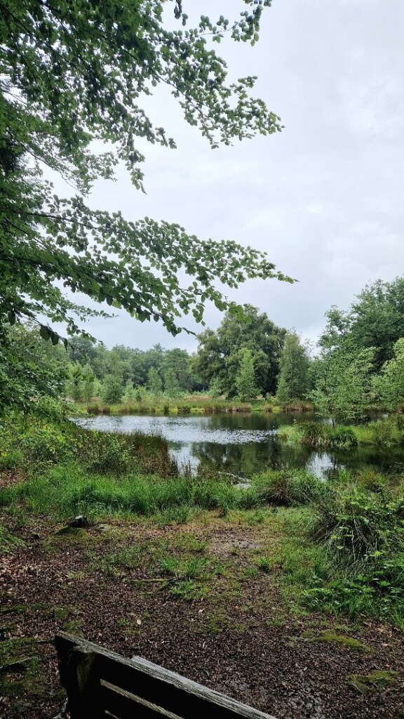 Wandelroute Sellingerbossen en Ter Borg