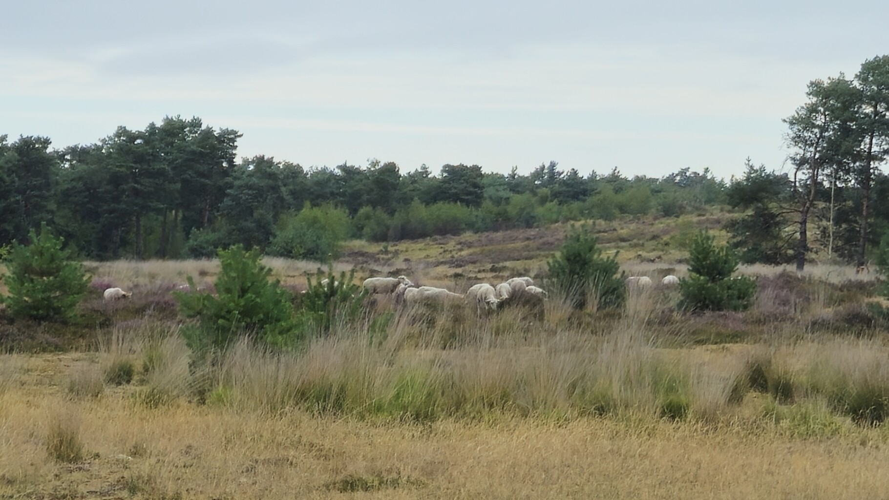 Rondje Veghels Buiten