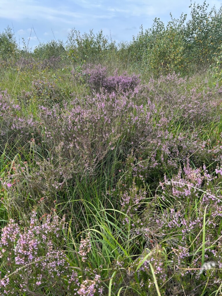 Rondom het Wooldse Veen