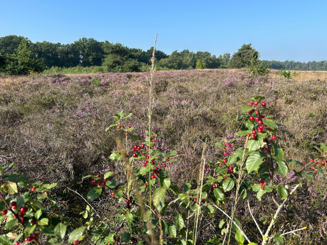 Veenhuizerveld - Terschuur · Marskramerpad etappe 12