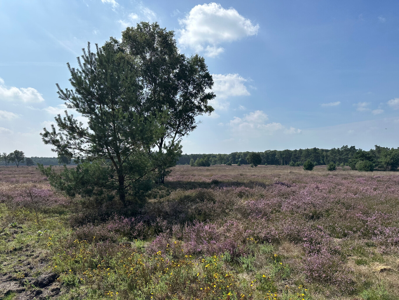 Kootwijk - Veenhuizerveld · Marskramerpad etappe 11