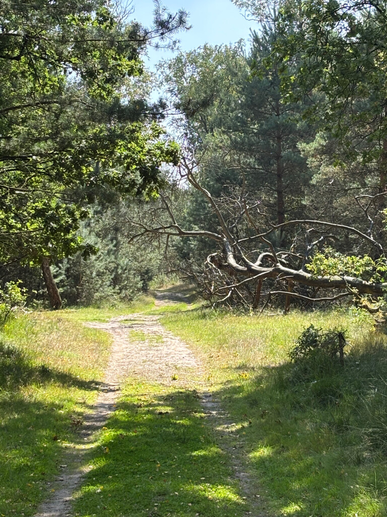 Rondje paarse heide ganzenven