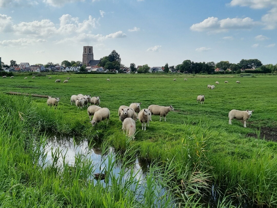 Broek in Waterland - Schellingwoud · Trekvogelpad etappe 6