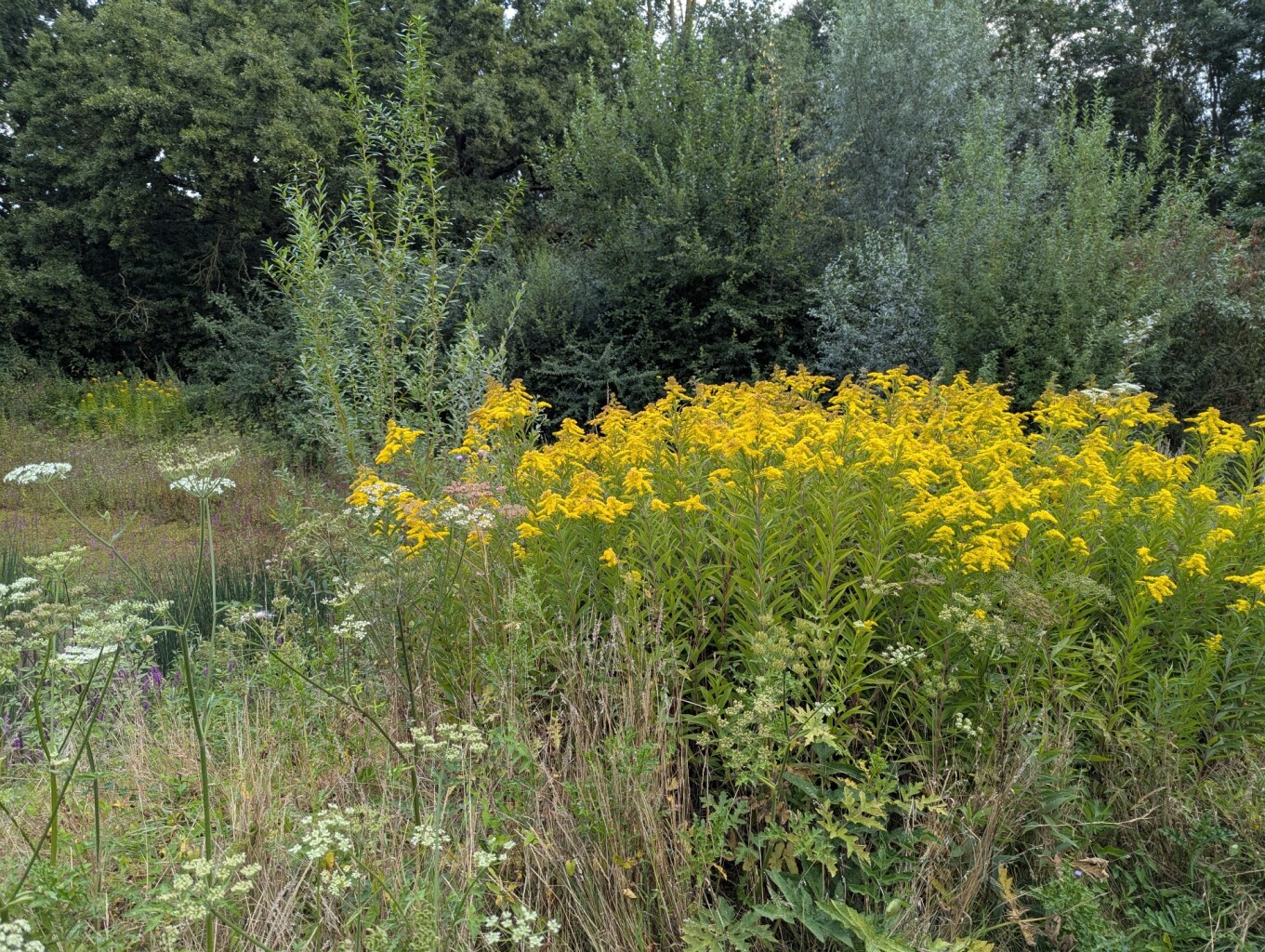 Mooie wandeling door de natuur, park en vijver