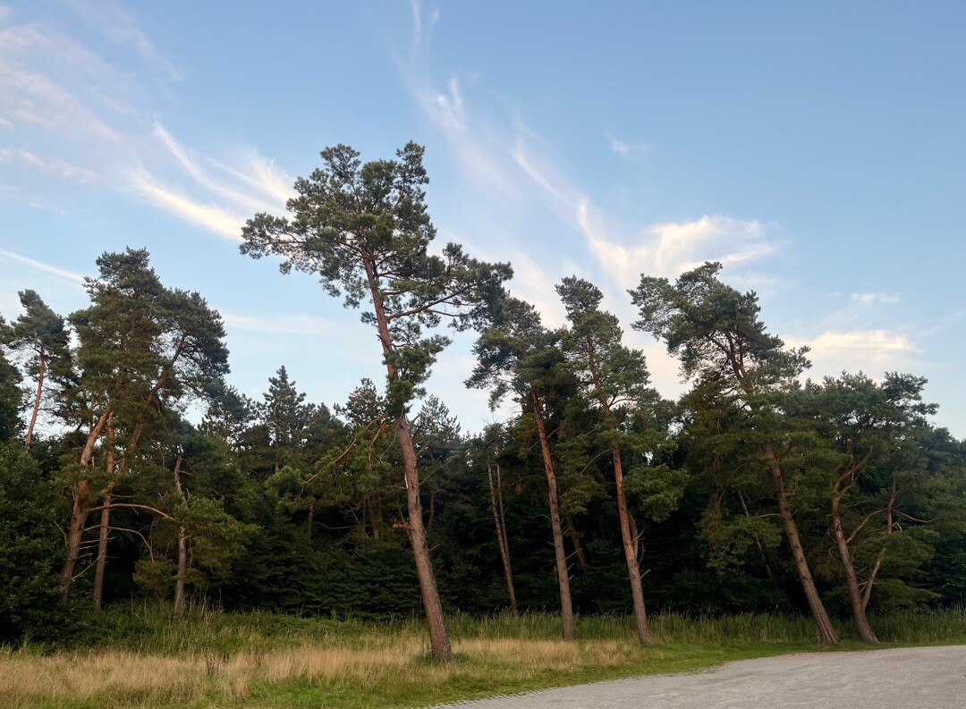 Wandelroute Libellen