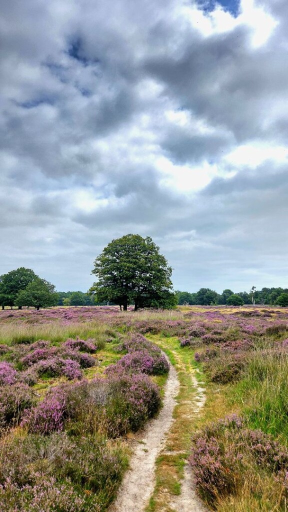 Wandelroute Takkenhoogte 5km