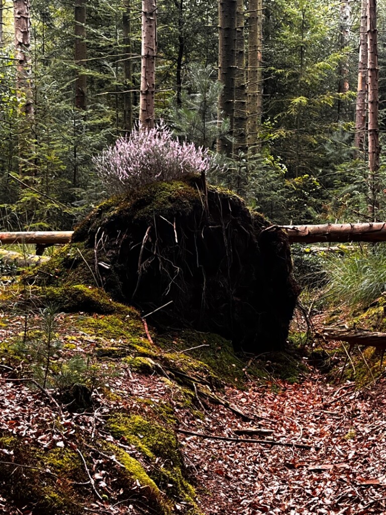 Donkerbroek - Haulerwijk · Stellingenpad etappe 10