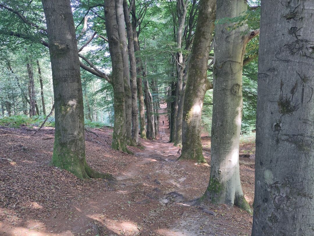 Rozendaal - Laag Soeren · Maarten van Rossumpad etappe 11