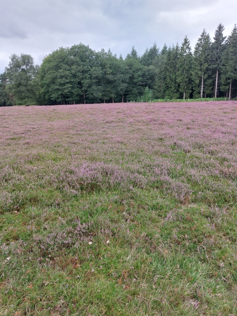 Meulendob wandelroute 40 km F1