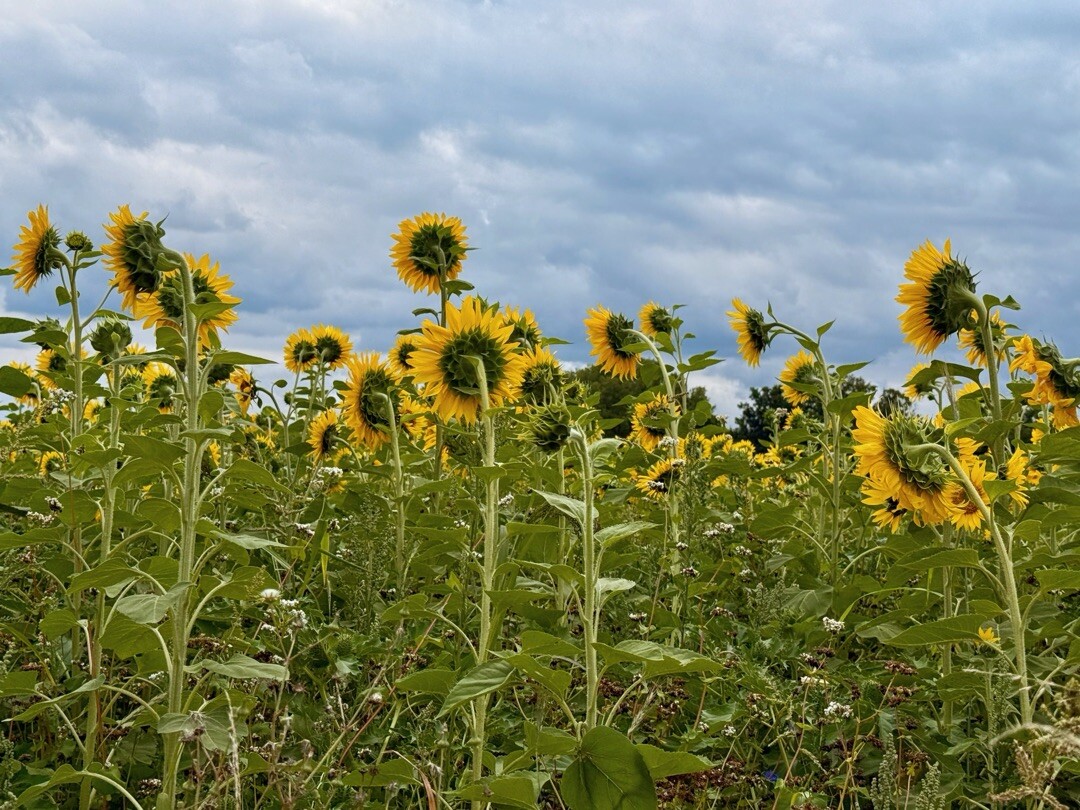 Herkenbosch - Aan de Berg · Maas-Niederrheinpad etappe 16