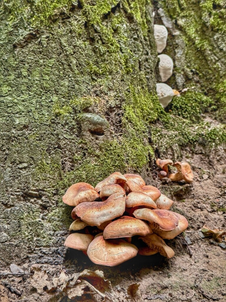 Herkenbosch - Aan de Berg · Maas-Niederrheinpad etappe 16