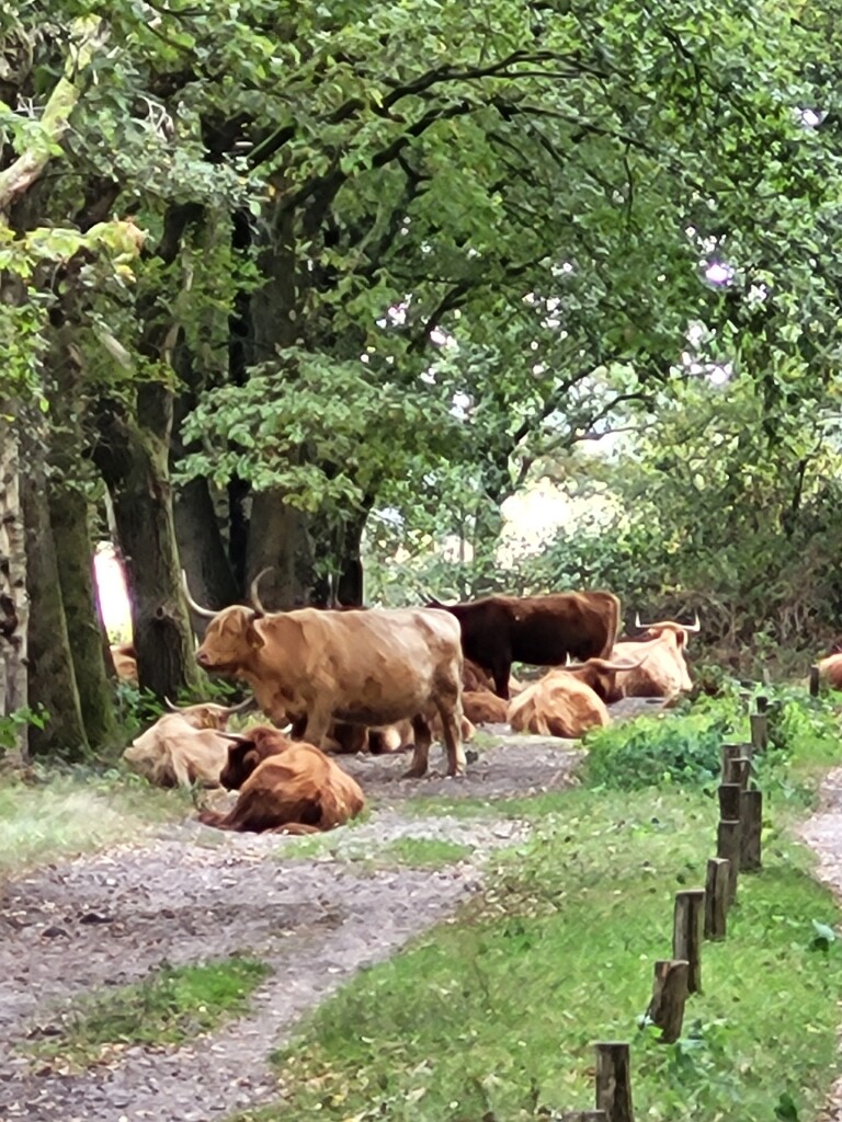 Wandelen door het vennenlandschap van Huis ter Heide