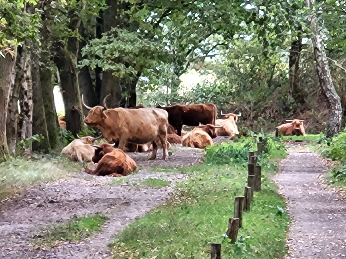 Wandelen door het vennenlandschap van Huis ter Heide