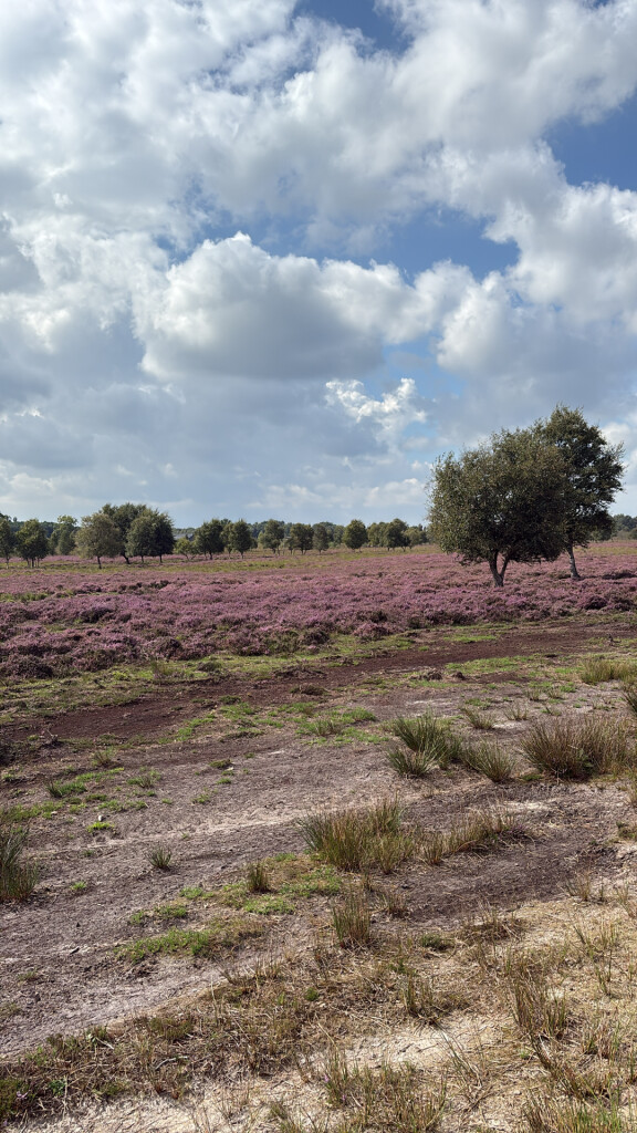 Het Unieke Bargerveen