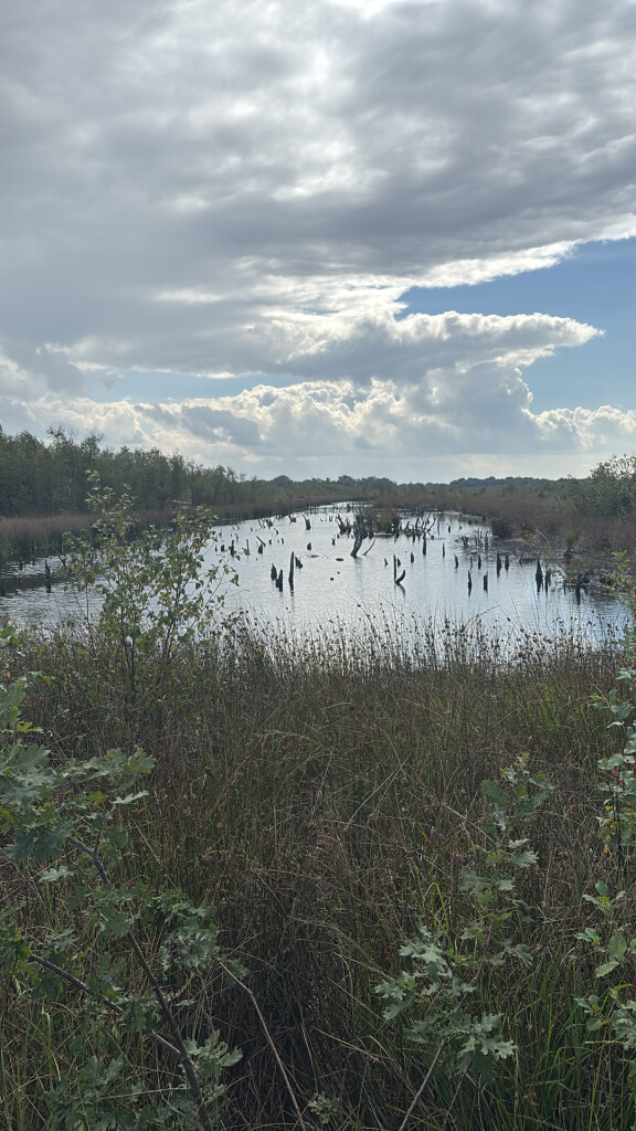Het Unieke Bargerveen