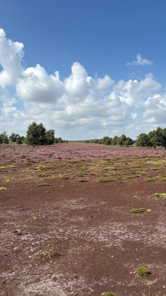 Het Unieke Bargerveen