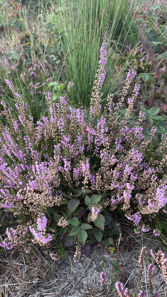 Het Unieke Bargerveen