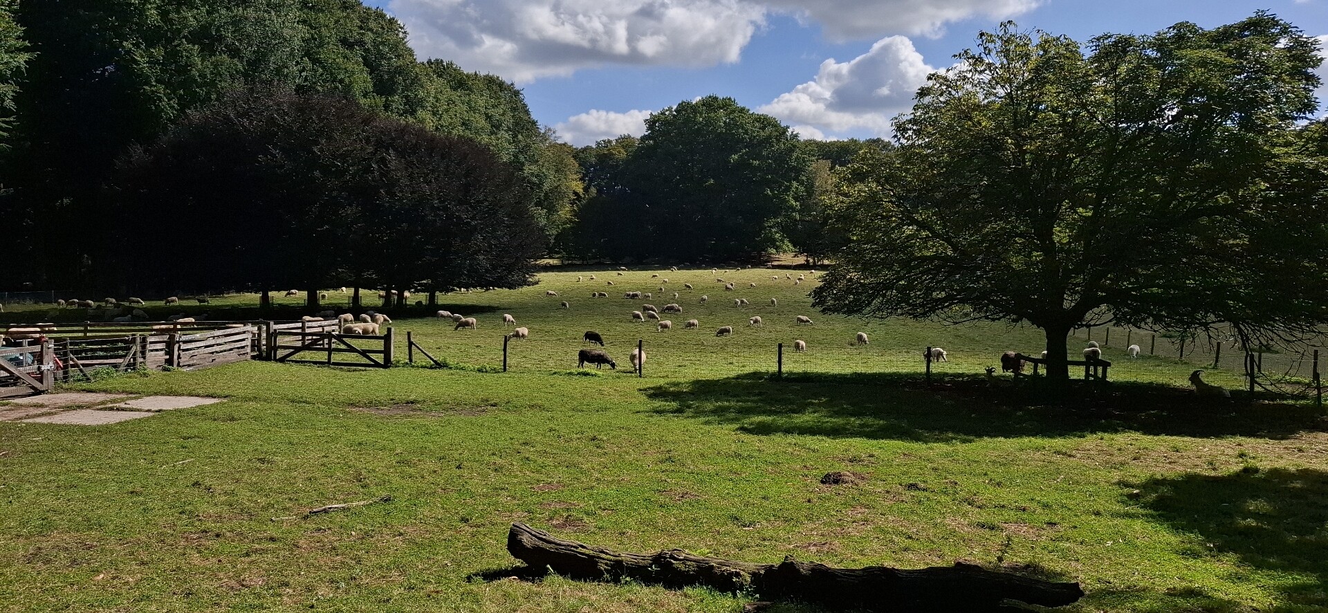 Wandelroute Veluwezoom-Posbank bij Arnhem