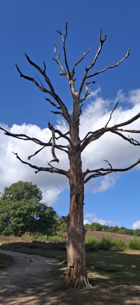 Wandelroute Veluwezoom-Posbank bij Arnhem