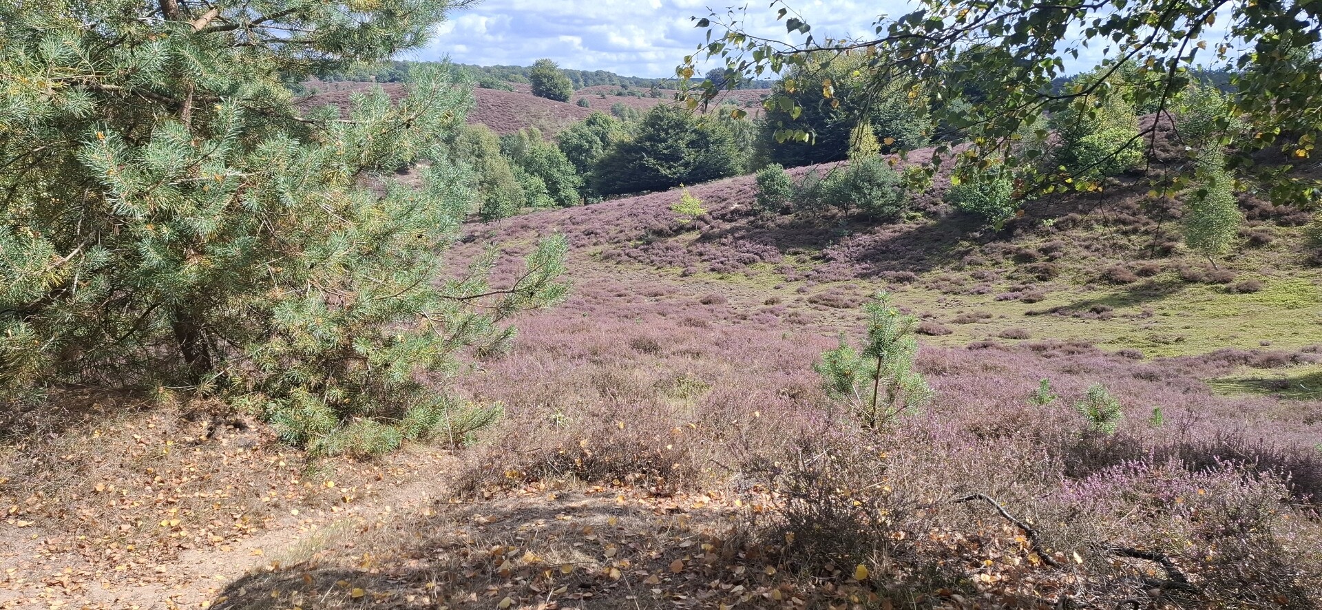 Wandelroute Veluwezoom-Posbank bij Arnhem